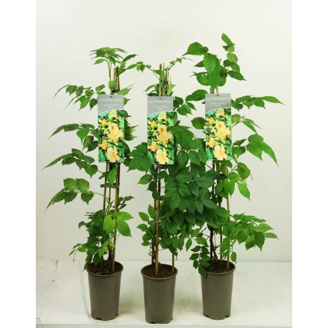 Trumpetranka – Campsis radicans 'Flava' - C2 60-80 CM Stick